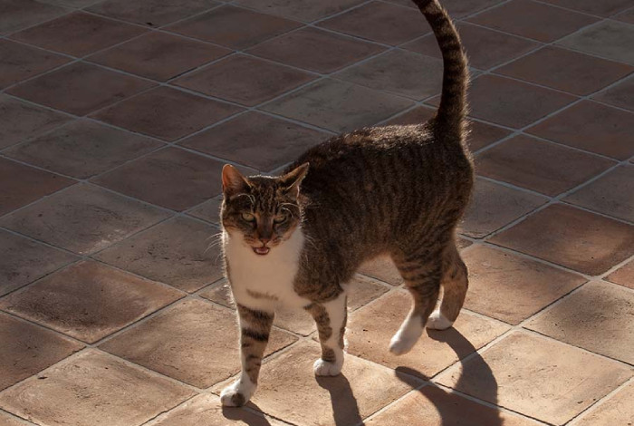 pavimenti interni con gradini in cotto